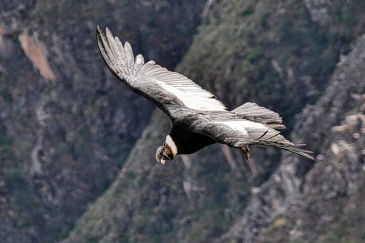 2 Days and 1 Night Tour from Puno to Colca Canyon and Arequipa