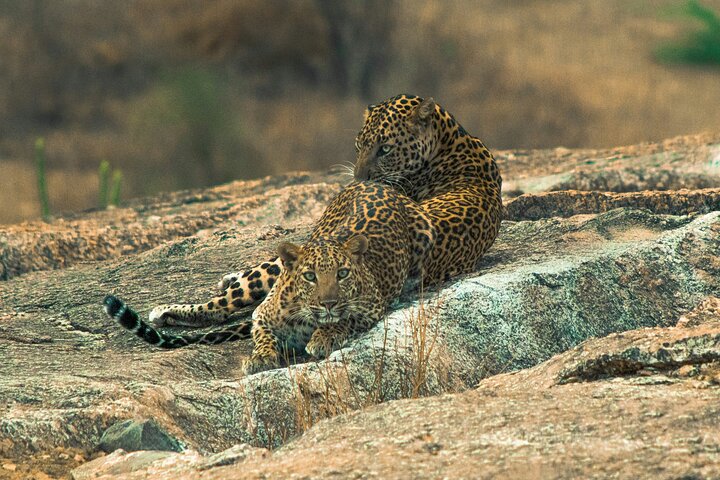 Ranthambore Tiger Safari in Jeep or Canter with Pickup
