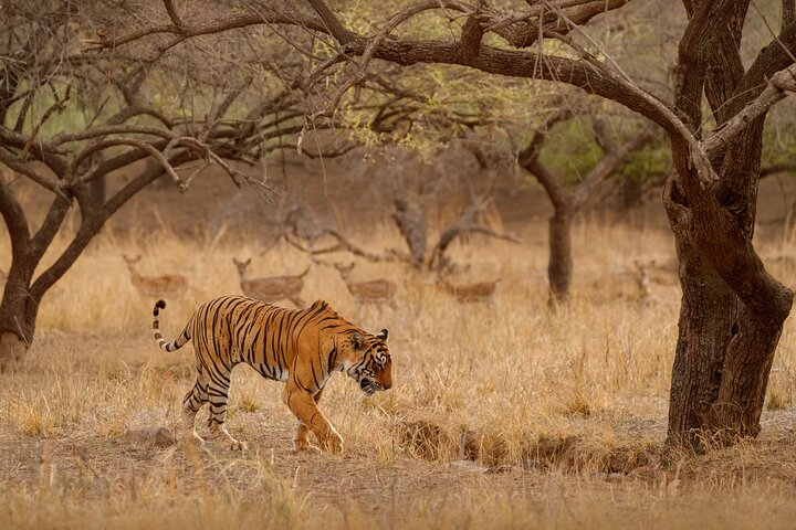 Ranthambore Tiger Safari in Jeep or Canter with Pickup