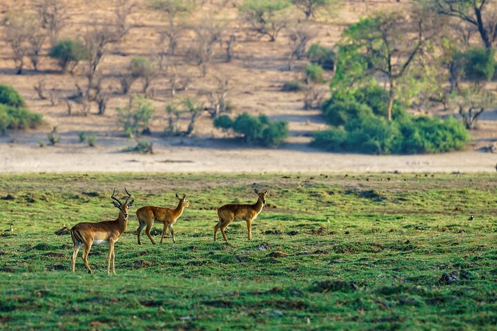 Ranthambore Tiger Safari in Jeep or Canter with Pickup