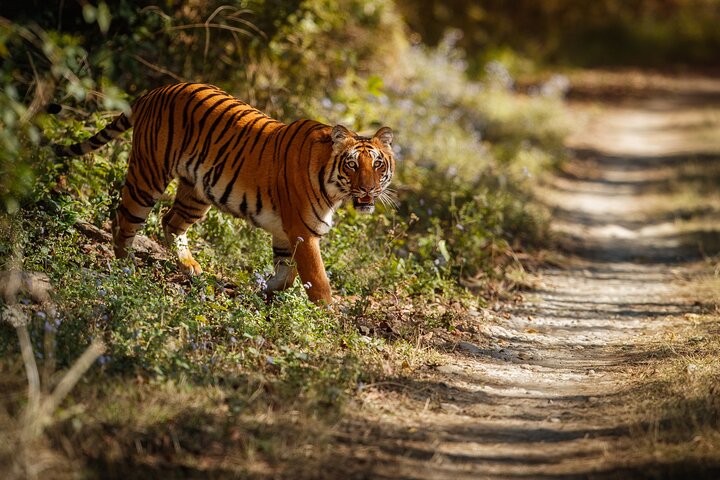 Ranthambore Tiger Safari in Jeep or Canter with Pickup