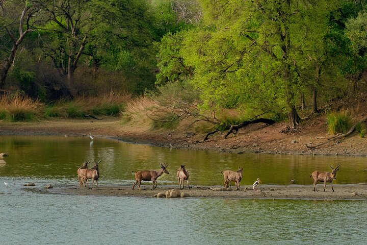 Ranthambore Tiger Safari in Jeep or Canter with Pickup