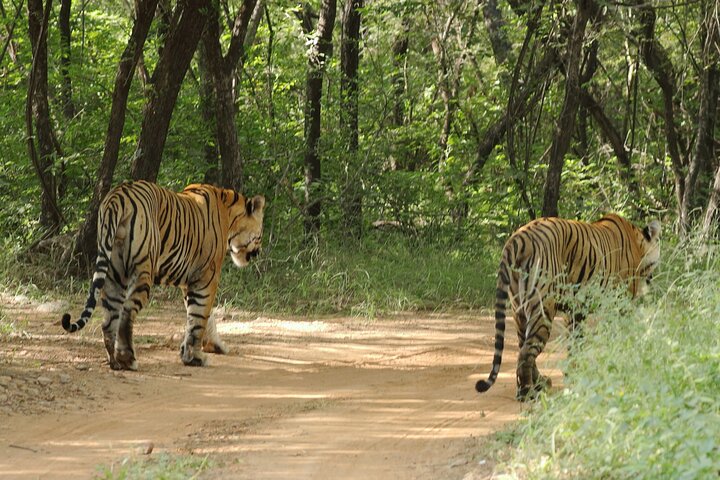 Ranthambore Tiger Safari in Jeep or Canter with Pickup