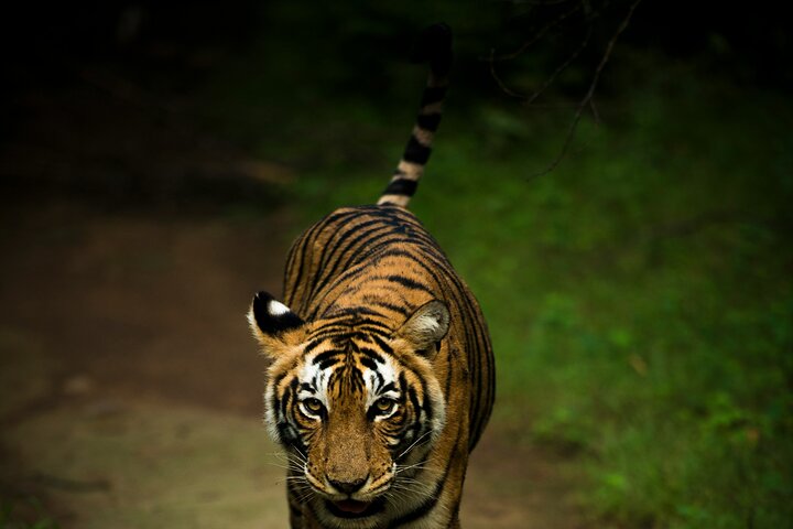 Ranthambore Tiger Safari in Jeep or Canter with Pickup