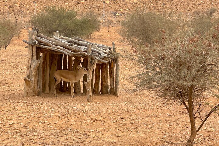 Sunset Edge of The World & Gazelle Reserve 4x4 Adventure: Riyadh