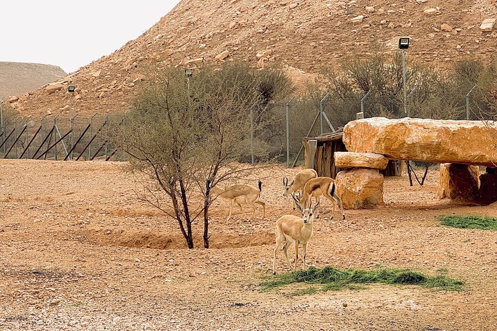 Sunset Edge of The World & Gazelle Reserve 4x4 Adventure: Riyadh