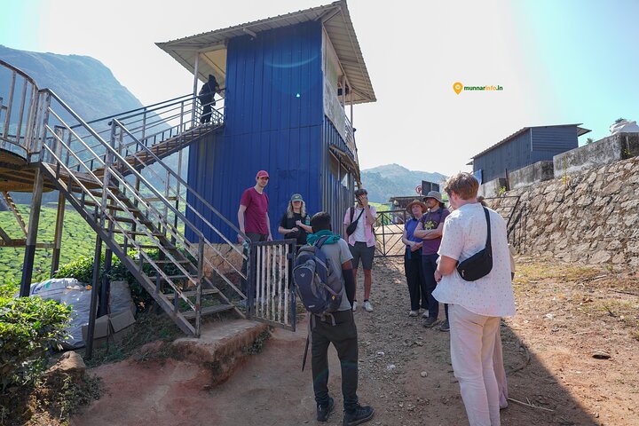 Munnar Tea Trail Tour with Factory Experience ( By Munnar Info)