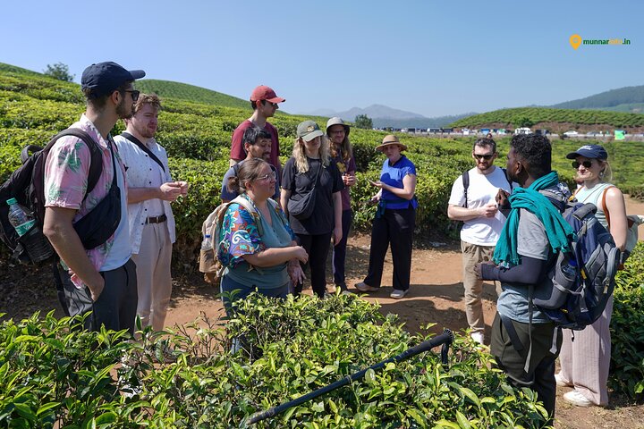 Munnar Tea Trail Tour with Factory Experience ( By Munnar Info)