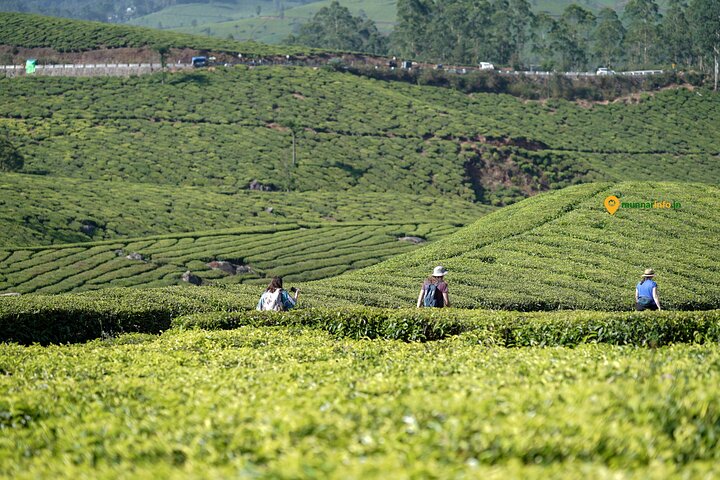 Munnar Tea Trail Tour with Factory Experience ( By Munnar Info)