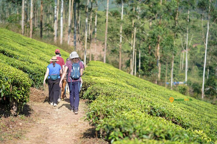 Munnar Tea Trail Tour with Factory Experience ( By Munnar Info)