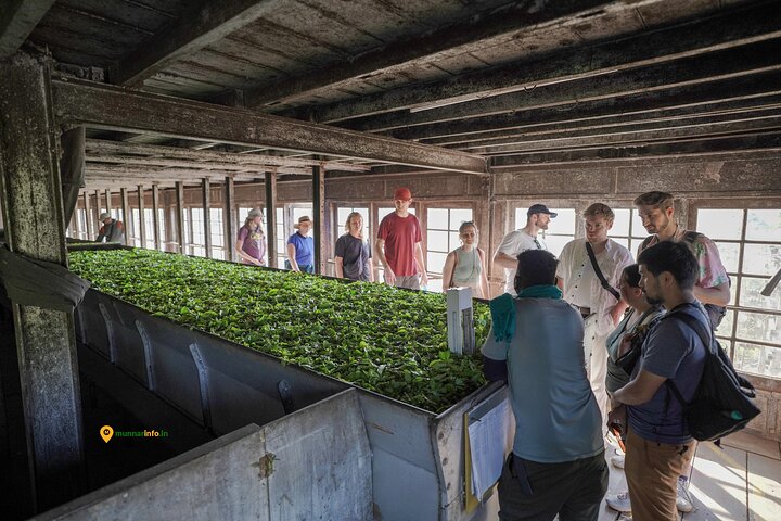 Munnar Tea Trail Tour with Factory Experience ( By Munnar Info)