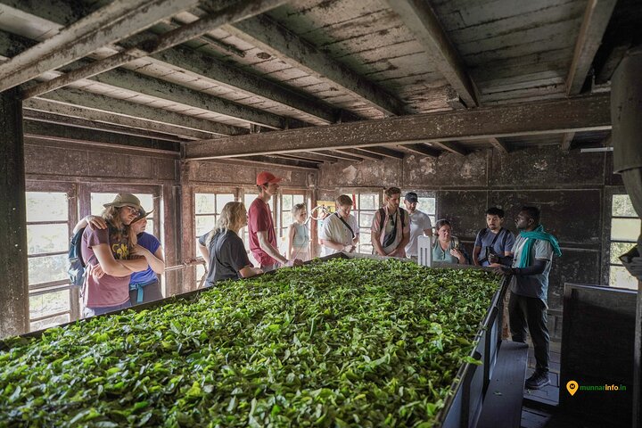 Munnar Tea Trail Tour with Factory Experience ( By Munnar Info)