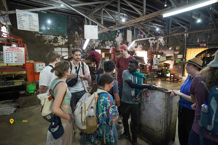 Munnar Tea Trail Tour with Factory Experience ( By Munnar Info)