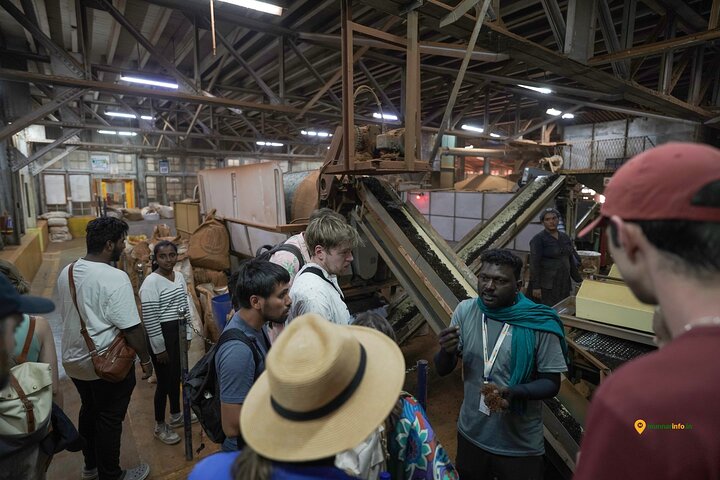 Munnar Tea Trail Tour with Factory Experience ( By Munnar Info)