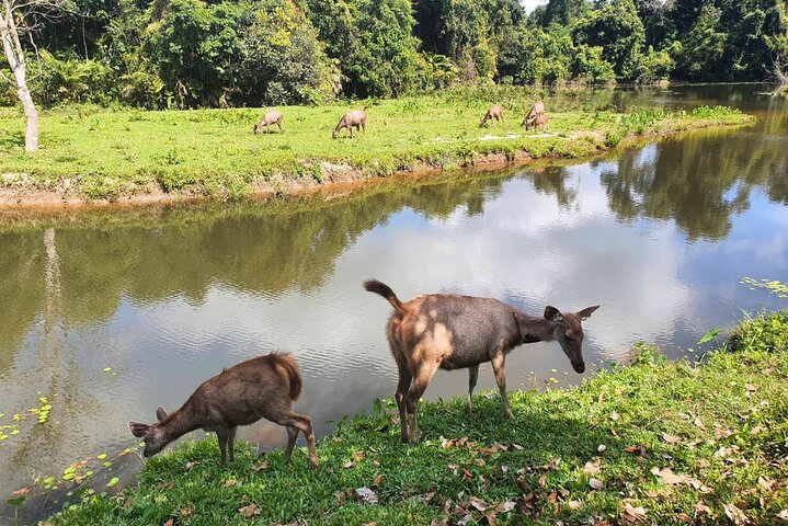 Khao Yai Waterfalls and Wilderness Private Chartered Tour