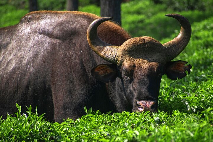 Coimbatore to Ooty Day Trip - Explore A Perfect Hill Station