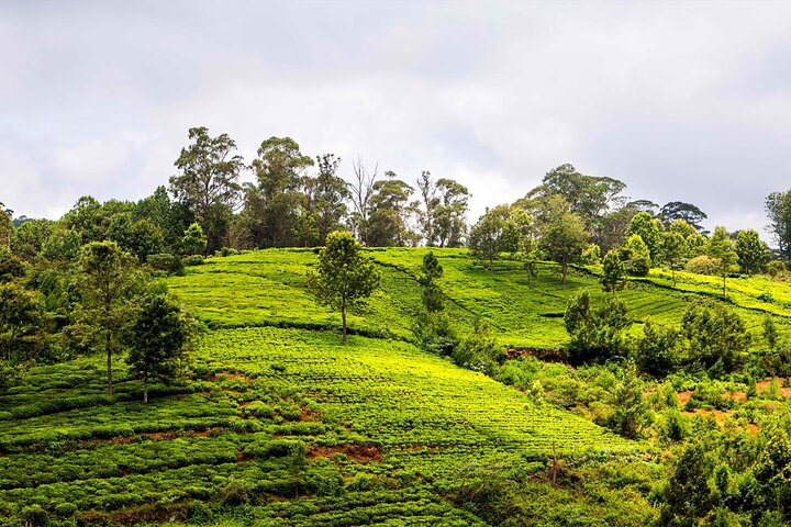 Coimbatore to Ooty Day Trip - Explore A Perfect Hill Station