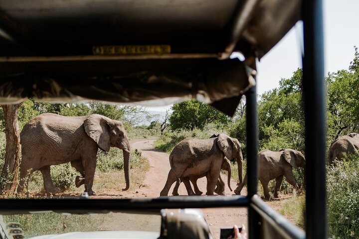 Hluhluwe-Imfolozi Park Half-day Big Five Safari Adventure