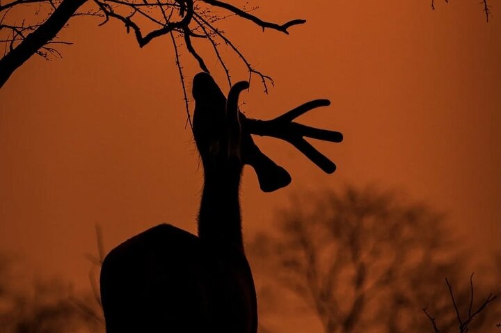 Ranthambore Safari Booking