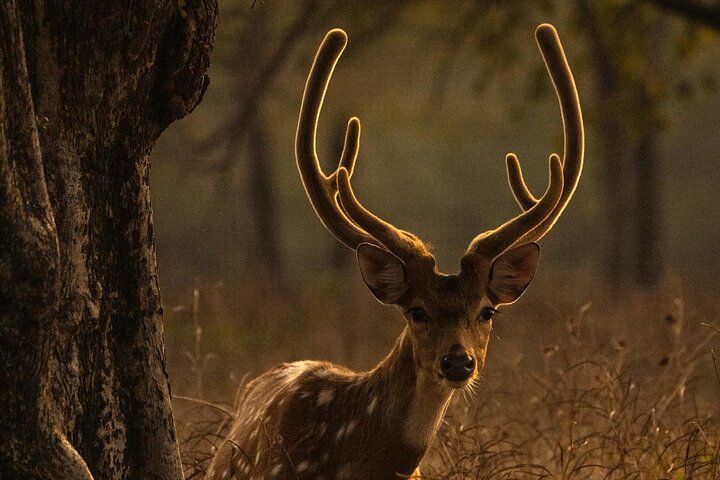 Ranthambore Safari Booking