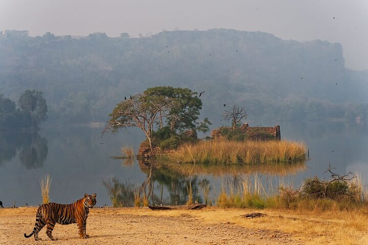Ranthambore Safari Booking