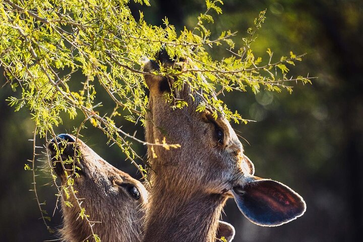Ranthambore Safari Booking