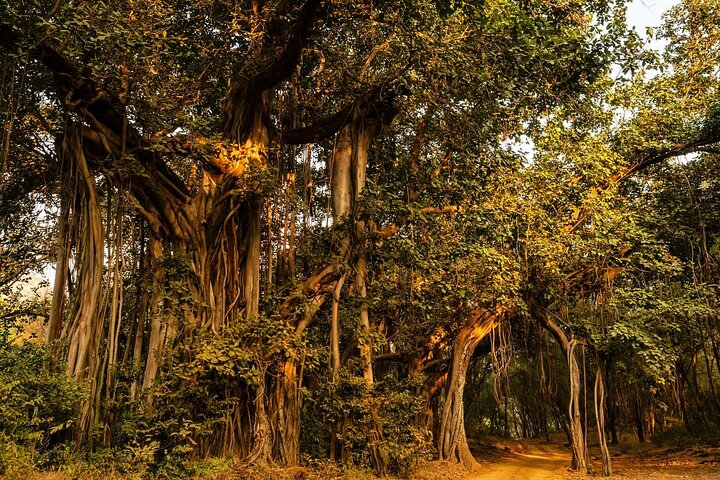 Ranthambore Safari Booking