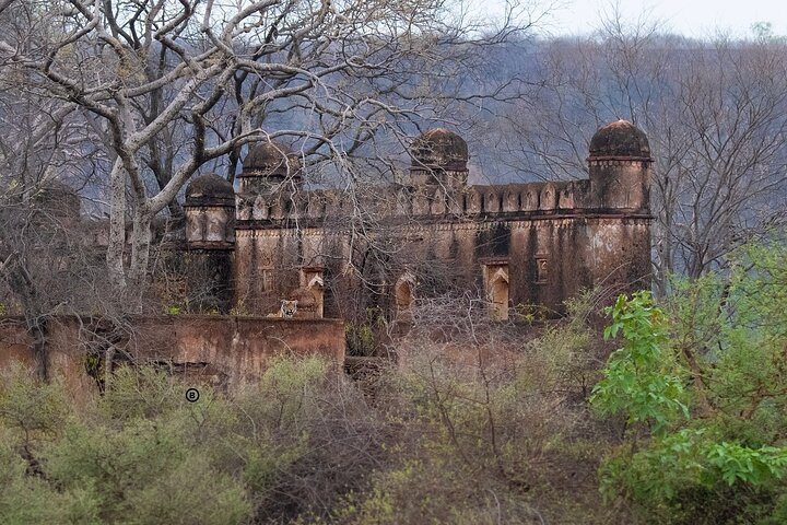 Ranthambore Safari Booking