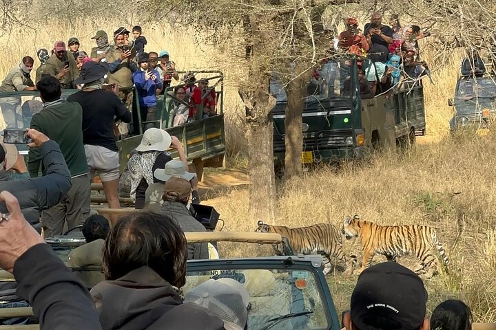Ranthambore Safari Booking