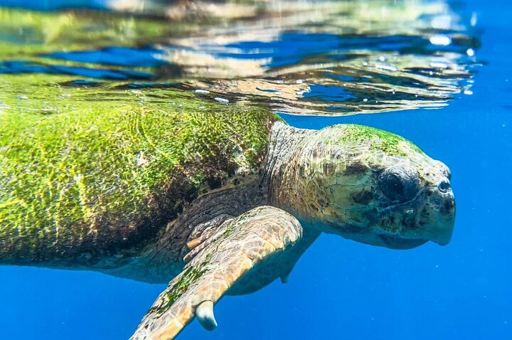 Snorkeling in Santa Maria Island of Salt
