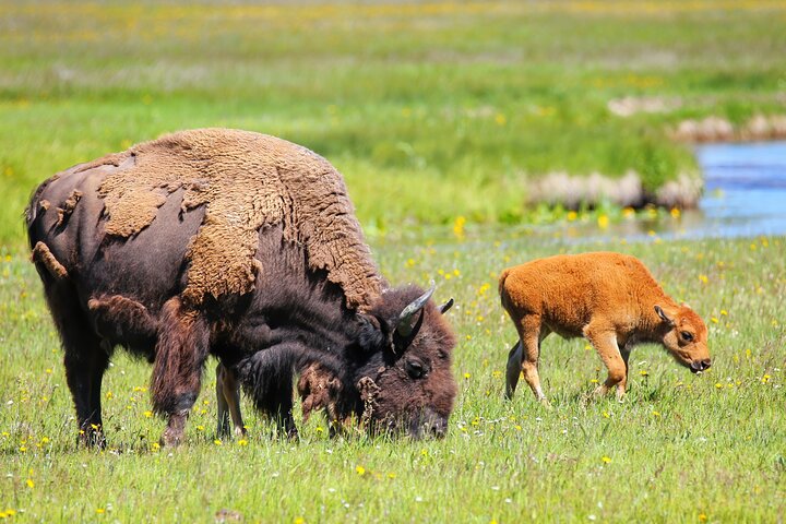 Half-Day Grand Teton Wildlife Safari & Sightseeing Tour