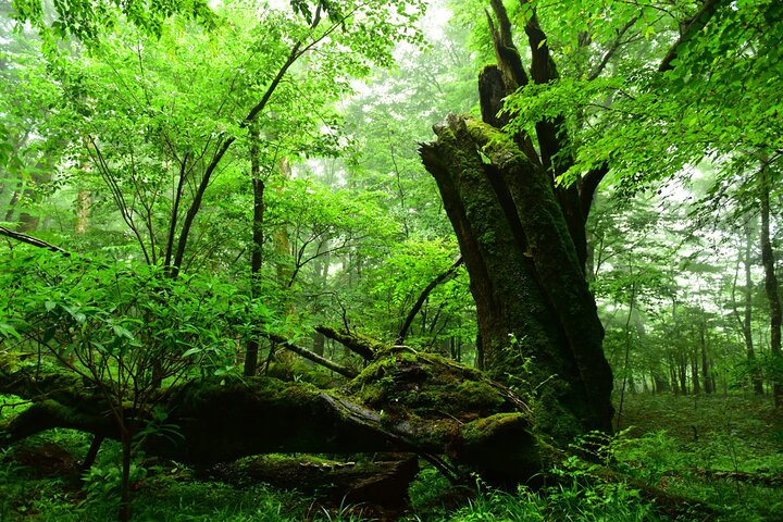 Fuji Forest Half-Day Hike with Nature Guide & Transfer