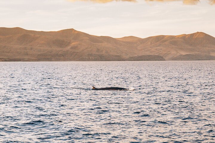 2hrs Dolphins Sunset Sailing Cruise With Drink