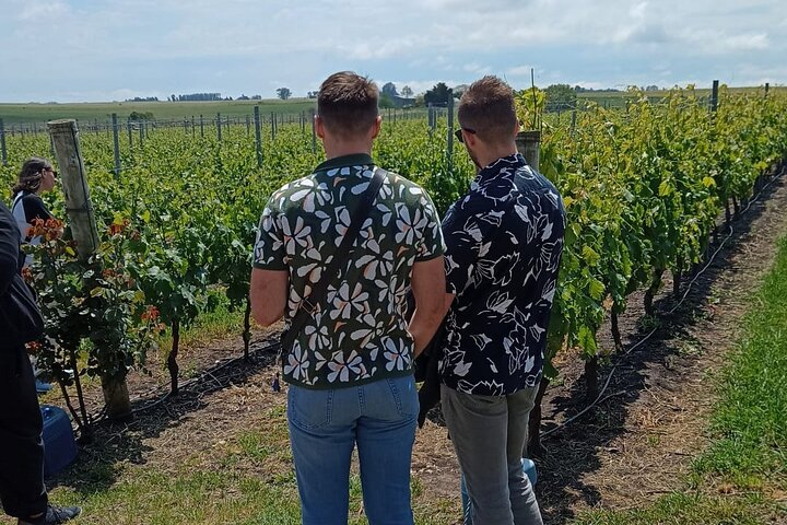 Private Guided Colonia Wine Tour
