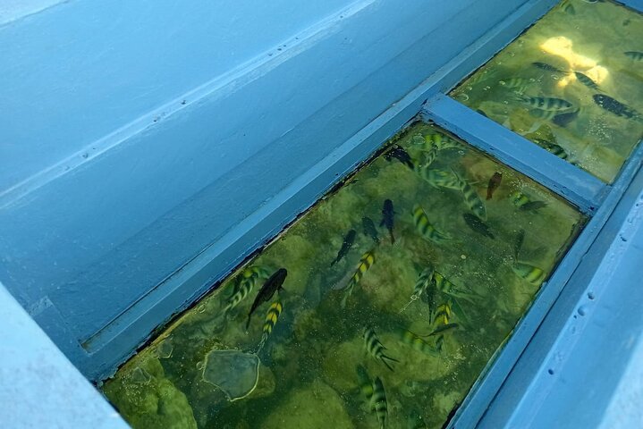 Diani Beach Glass Bottom Boat Ride with Underwater Show