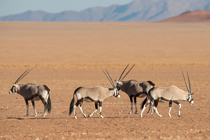 6-Day Private Namibia Desert & Safari Adventure