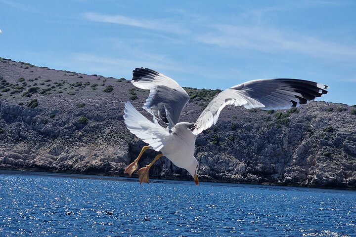 Fd boat-trip Medulin - Blue cave - Cres + lunch + dolphin search