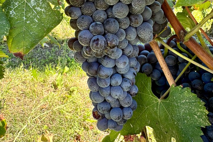 Taste Barolo and Barbaresco with a Sommelier. Piemonte Wine Tour
