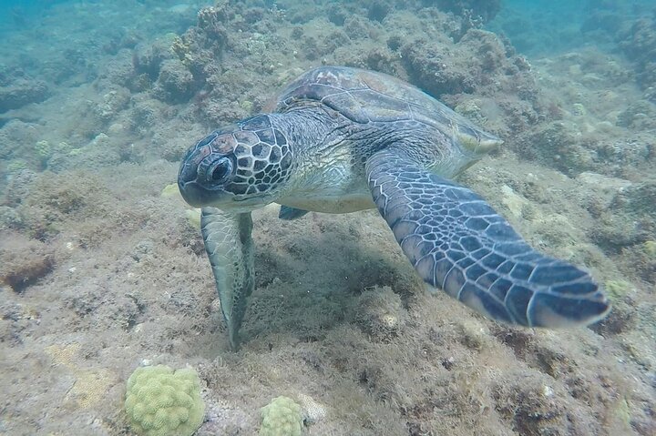 Snorkeling in Santa Maria Island of Salt