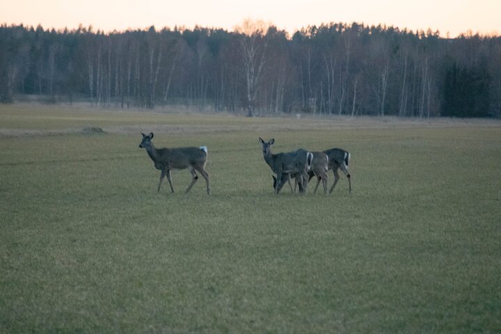 From Helsinki: Moose & Wildlife Safari with Campfire Dinner