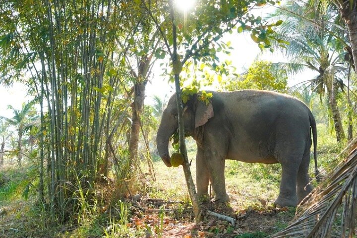 Ethical Elephant Sanctuary Tour from Bangkok & Pattaya