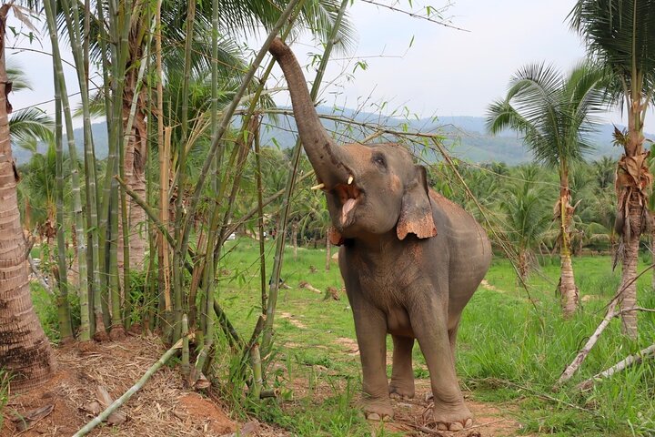 Living Green Elephant Sanctuary Tour from Bangkok and Pattaya