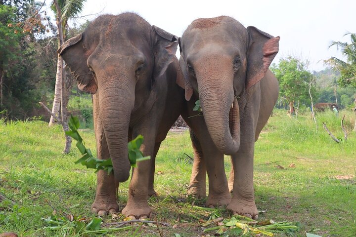 Ethical Elephant Sanctuary Tour from Bangkok & Pattaya