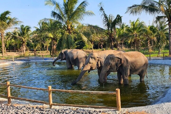 Ethical Elephant Sanctuary Tour from Bangkok & Pattaya