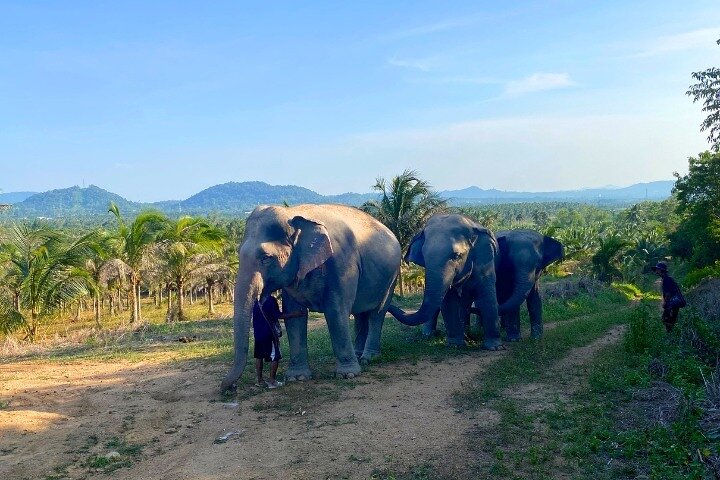 Ethical Elephant Sanctuary Tour from Bangkok & Pattaya