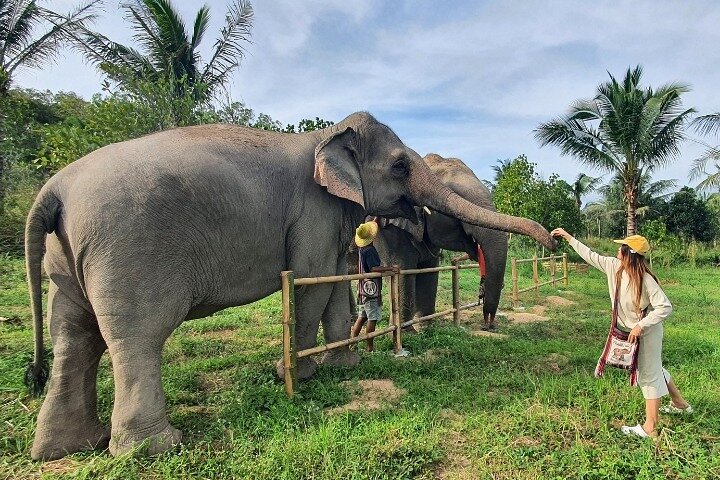 Ethical Elephant Sanctuary Tour from Bangkok & Pattaya
