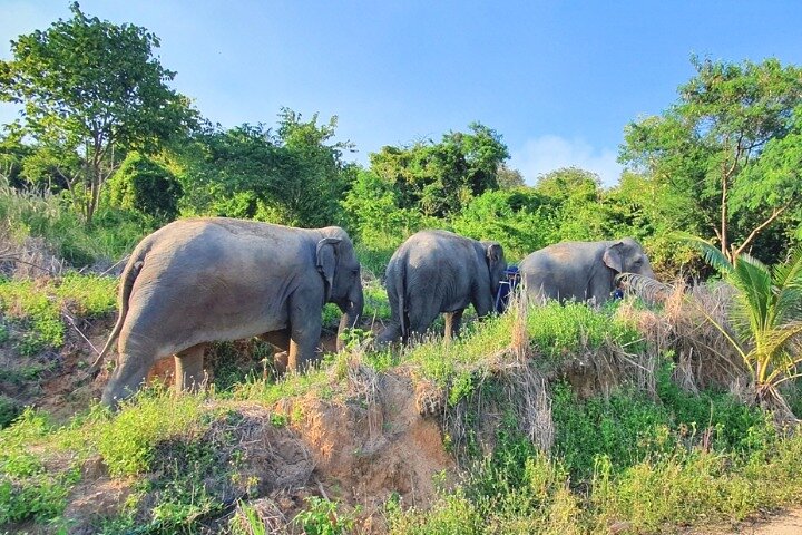 Ethical Elephant Sanctuary Tour from Bangkok & Pattaya