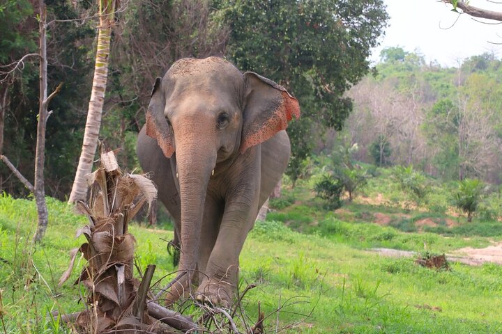 Ethical Elephant Sanctuary Tour from Bangkok & Pattaya