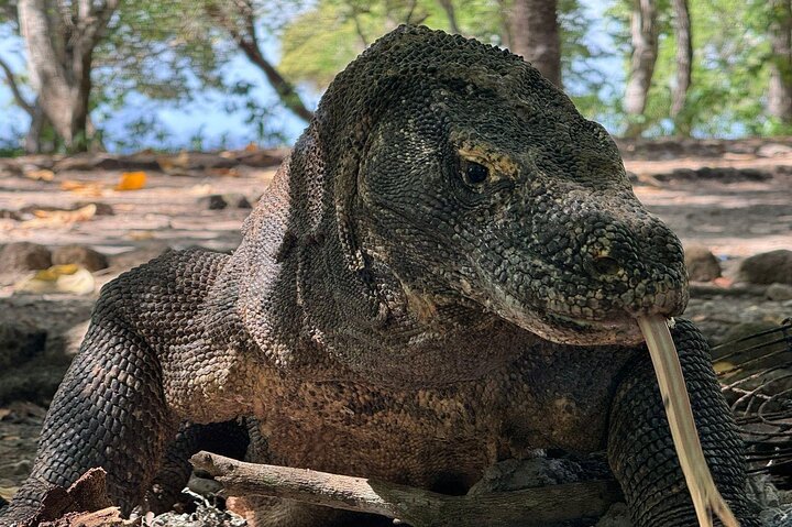 Exclusive Early Bird Komodo Tour: Beat the Crowds by Speed Boat