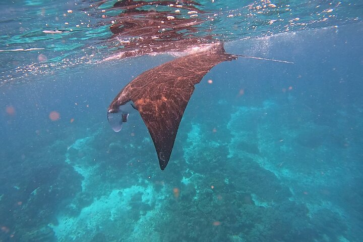 Exclusive Early Bird Komodo Tour: Beat the Crowds by Speed Boat